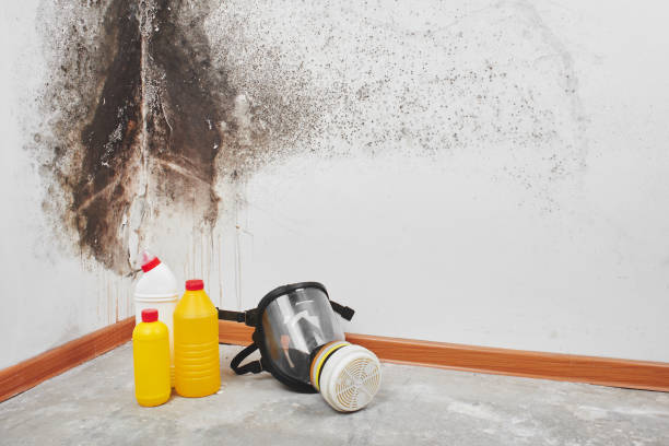 Best Basement Mold Remediation in Mulvane, KS