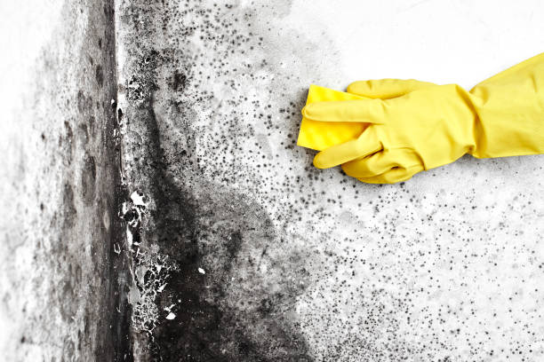 Best Mold Testing and Inspection Services in Mulvane, KS
