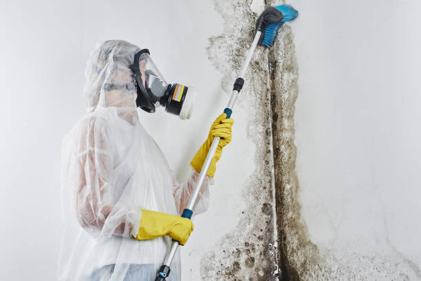 Best Mold Remediation for Specific Building Types in Mulvane, KS