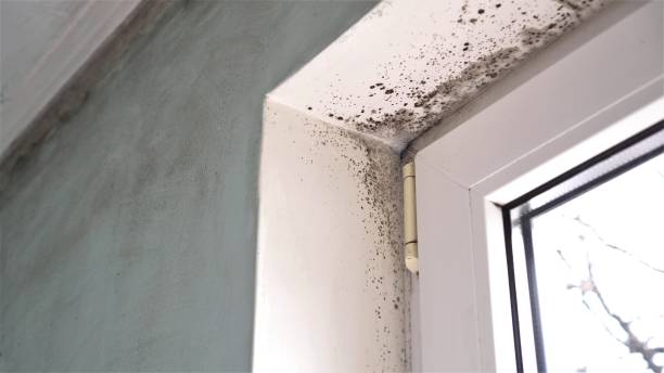Best HVAC Mold Remediation in Mulvane, KS