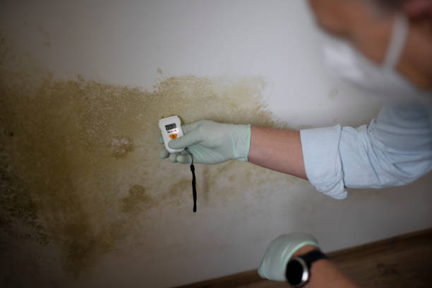 Professional Mold Remediation in Mulvane, KS