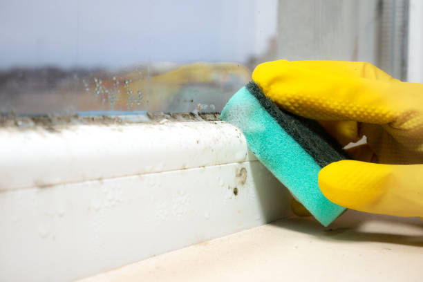 Best Emergency Mold Remediation in Mulvane, KS