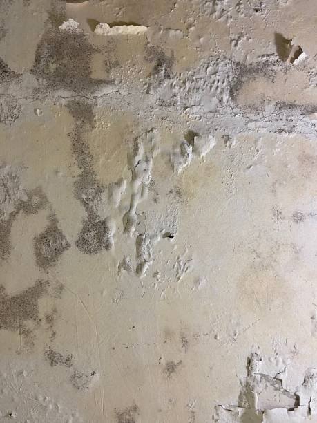 Best Attic Mold Remediation in Mulvane, KS
