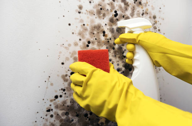 Best Mold Remediation for Schools in Mulvane, KS