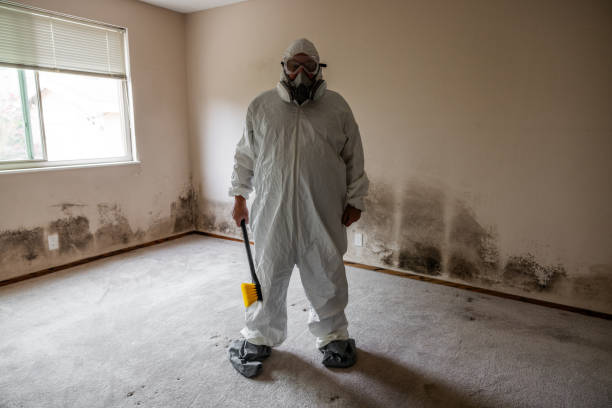 Best Emergency Mold Remediation in Mulvane, KS