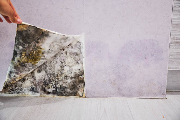 Best Bathroom Mold Remediation in Mulvane, KS
